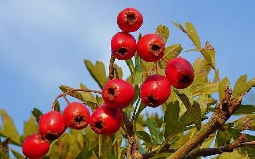 孕早期準(zhǔn)媽咪愛(ài)吃酸 吃酸不吃山楂