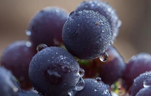 孕婦水果推薦 3款水果安胎助發育