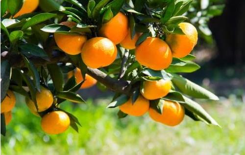 孕婦多吃水果寶寶就聰明?此話不假!