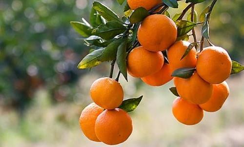 孕期也要補葉酸 孕媽補葉酸要掌握5個要點