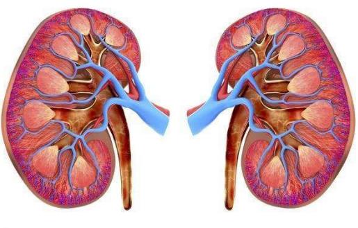 腎好才是硬道理 日常保護腎臟的方法