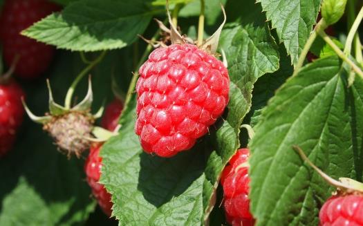 幫助女性預防衰老的水果 多吃淡化皺紋皮膚更有彈性