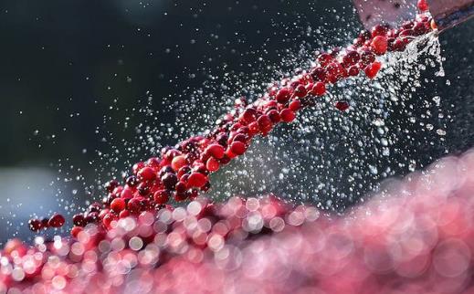 吃了這么久蔓越莓,才知道原來它還有這五大功效,美容養(yǎng)