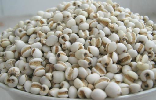 薏米吃對了除濕益氣,試試這幾個薏米的食療方