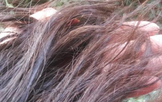 頭發枯燥、脫發怎么辦?醫生:常吃這三物,頭發烏黑柔順