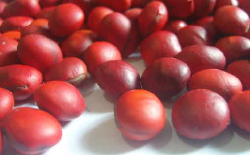 紅豆不只是相思其實吃更好 營養豐富好處多