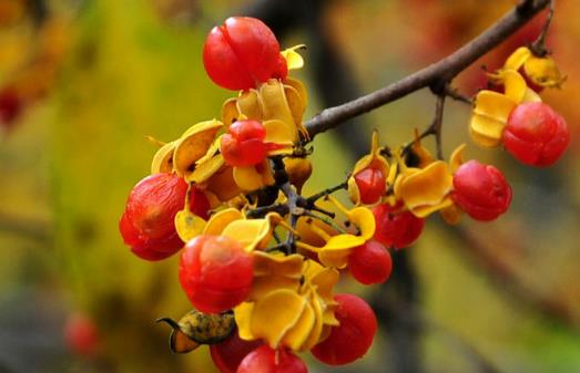 紅豆不只是相思其實吃更好 營養豐富好處多
