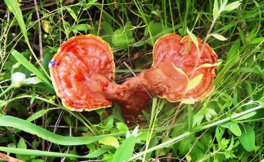 春季養陽 多吃靈芝藥膳幫你輕松降壓