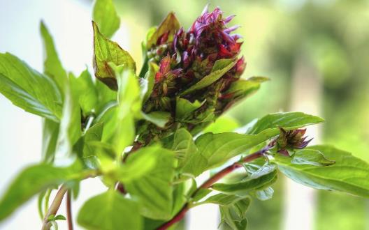 九層塔有國王藥草的美譽 女性經期前的好伙伴