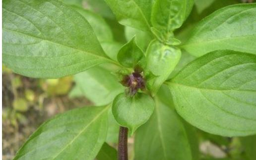 九層塔有國王藥草的美譽 女性經期前的好伙伴