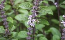 九層塔有國王藥草的美譽 女性經期前的好伙伴