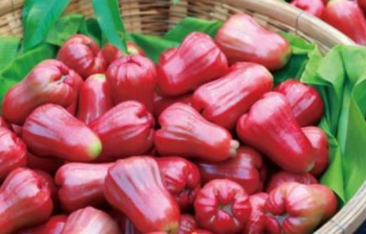 蓮霧熱量低營(yíng)養(yǎng)豐富且能降血壓