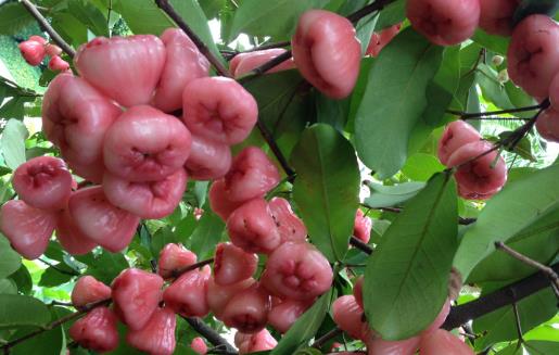 蓮霧熱量低營(yíng)養(yǎng)豐富且能降血壓