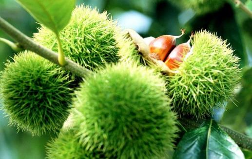 栗子快速去皮的方法 教你快速剝殼法