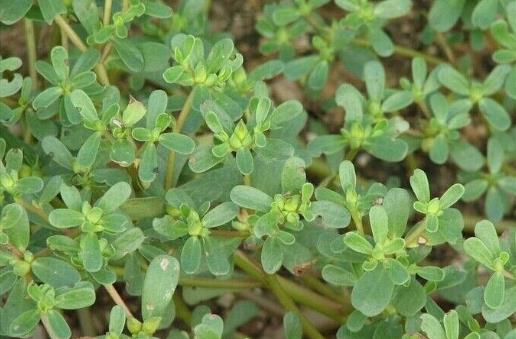 女人白帶多 試試五個食療方法