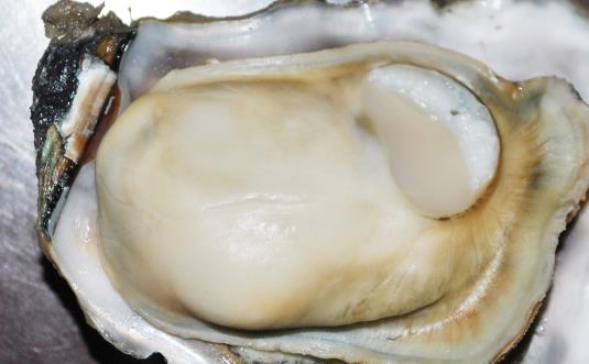 牡蠣為營養豐富的食品 美味牡蠣食譜