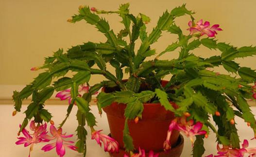 家里隱藏導致我們過敏的過敏原 趕緊把它們清理掉