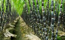 ?被外國人深深誤解的中國水果 西瓜竟排第1名