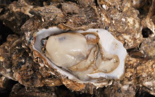 提高免疫力可以幫助我們預防很多疾病