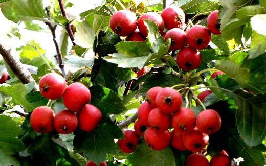 原來身體出現夜臥不寧說明肝火比較旺 降肝火的水果推薦