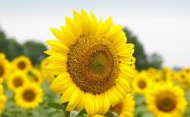 ?備孕期勿吃的食物大全 備孕期規范飲食擁有健康寶寶