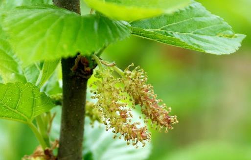 桑屬于最常用的中草藥之一 桑樹各部分的藥用價值