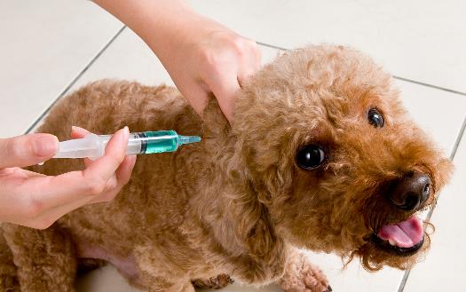 認識狂犬病,多一份認知就少點恐慌。