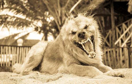 認識狂犬病,多一份認知就少點恐慌。