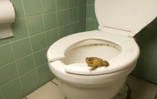 選購馬桶 直沖式馬桶和虹吸式馬桶誰更勝一籌