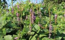 ?驢友要認識的救命草 生存機會比手持裝備有效的多