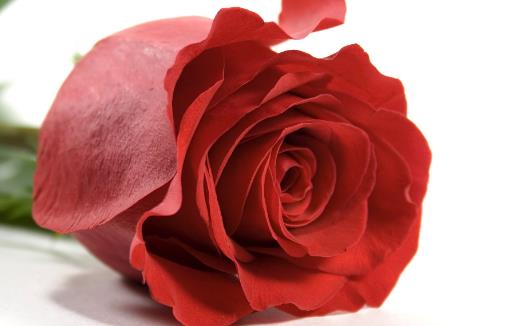 玫瑰花的經典傳說故事 不同數量玫瑰花的花語