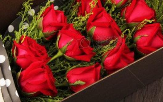 玫瑰花的經典傳說故事 不同數量玫瑰花的花語