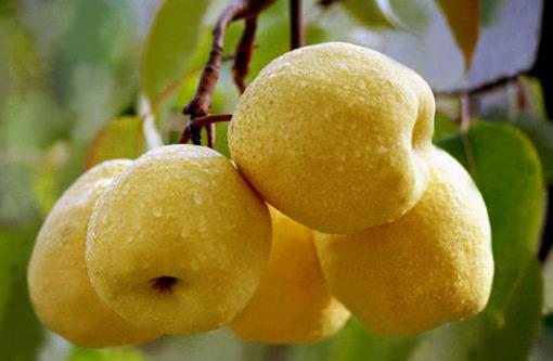 卵巢是女性重要的一個部位，卵巢衰老的話，女人的容顏也