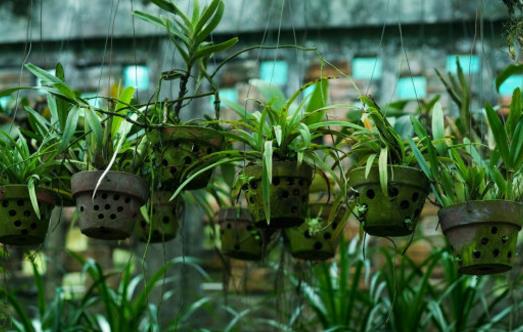 畏寒花卉春季出室的經(jīng)驗 掌握花卉的生長規(guī)律是關(guān)鍵