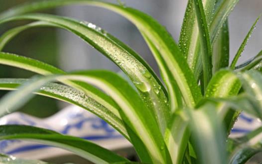 畏寒花卉春季出室的經(jīng)驗 掌握花卉的生長規(guī)律是關(guān)鍵