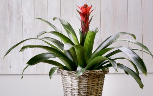 畏寒花卉春季出室的經(jīng)驗 掌握花卉的生長規(guī)律是關(guān)鍵