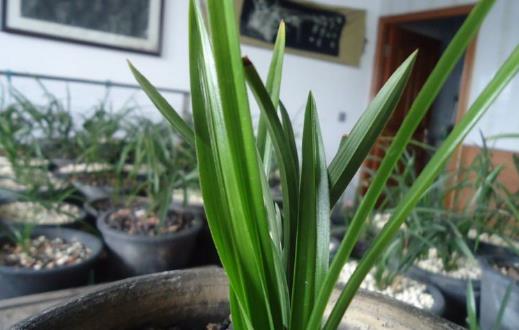 養蘭花甚佳的基質 蘭花爆盆枝葉蹭蹭長