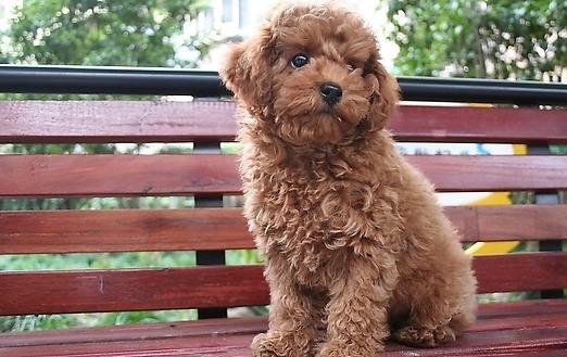 三個月的泰迪怎么養 養泰迪必須具備的條件