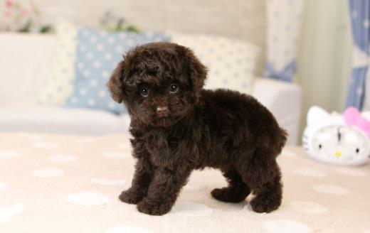 三個月的泰迪怎么養 養泰迪必須具備的條件