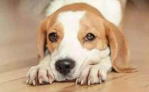 你的狗鼻子干了應(yīng)該擔心 鼻子干往往是生病的前兆