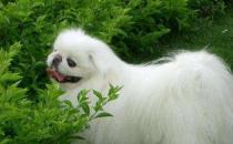 長不大又好養(yǎng)的狗狗品種 小型寵物狗品種推薦