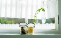 畏寒花卉春季出室的經驗 掌握花卉的生長規律是關鍵