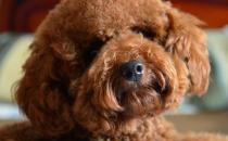 泰迪犬小巧可愛萌化內心 養泰迪必須具備的條件