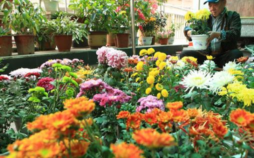 施草木灰對(duì)養(yǎng)花的好處 正確使用草木灰的竅門