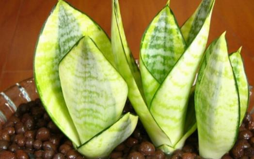 家庭養花:放著也能活的虎皮蘭