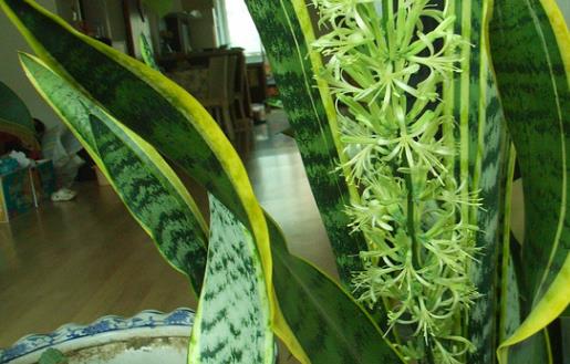 家庭養花:放著也能活的虎皮蘭