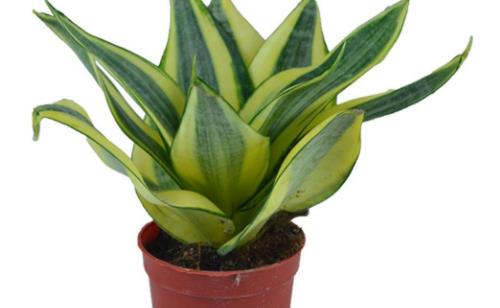 家庭養花:放著也能活的虎皮蘭