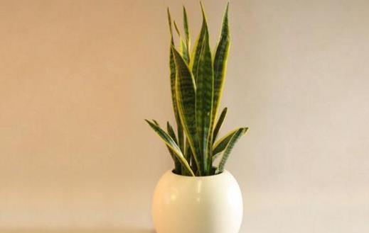 家庭養花:放著也能活的虎皮蘭