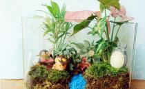 ?自己DIY苔蘚微景觀 苔蘚微景觀養護技巧