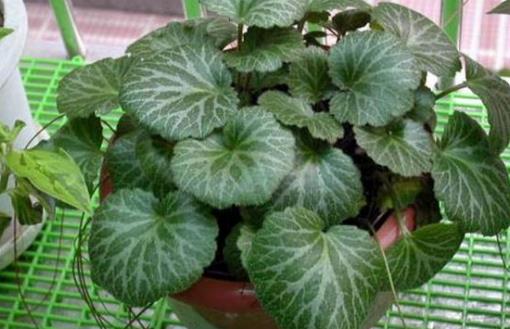 室內觀葉植物種類多差異大 觀葉植物的常見問題診治